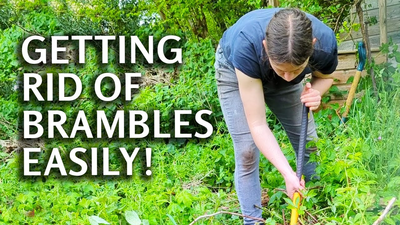 This makes things so much easier! Getting rid of brambles with my new favourite tool