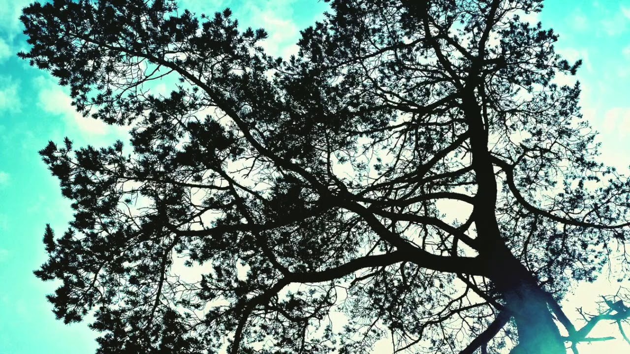 Zapjevala sojka ptica by Edi (instrumental acoustik guitar)