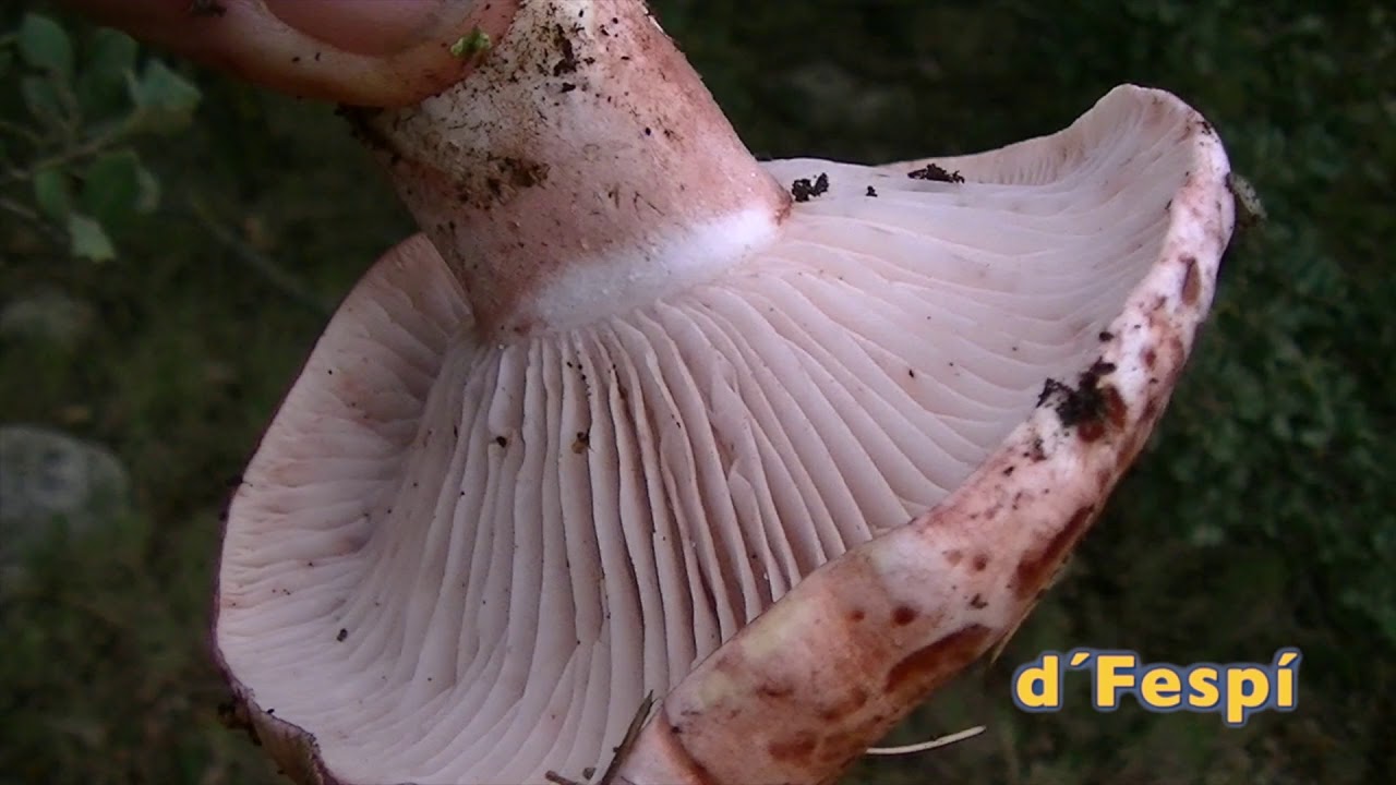 HYGROPHORUS RUSSULA  -(Schaeff.) Kauffman (1918)  -(Seta Cardenal)--Carlet--