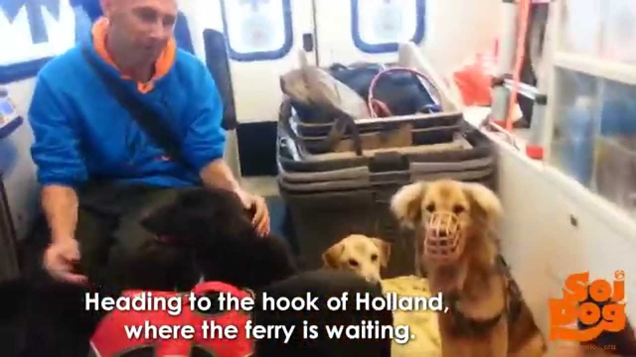 The journey of the Soi Dog Super Six to the UK