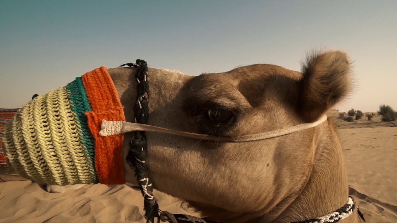 Afternoon Heritage Camel Desert  Safari Dubai Tour - Platinum Heritage