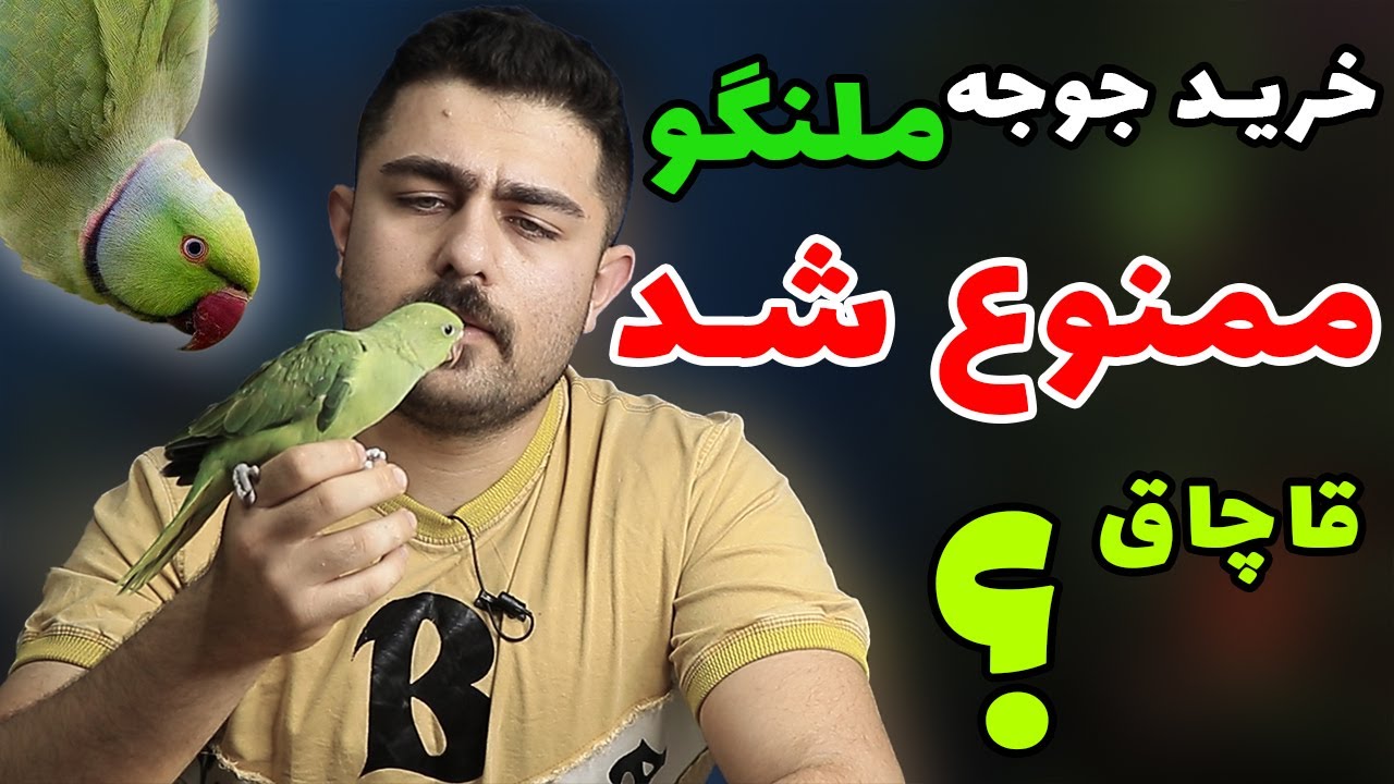 راهنمای خرید جوجه طوطی ملنگو قانونی و سالم || خرید ملنگو سرلاکی
