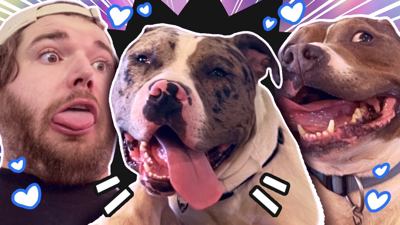 Meet Bruce, the dog that adopted me and Chester