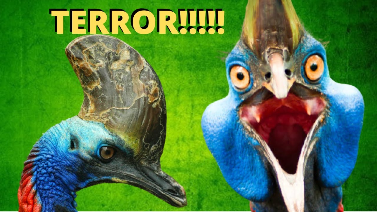 CASUAR! A AVE MAIS PERIGOSA DO MUNDO? Ele é um animal diferente que assusta muita gente!!!
