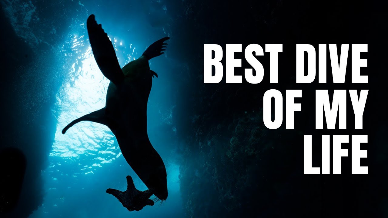 Scuba Diving with Sea Lions in Los Islotes, Mexico