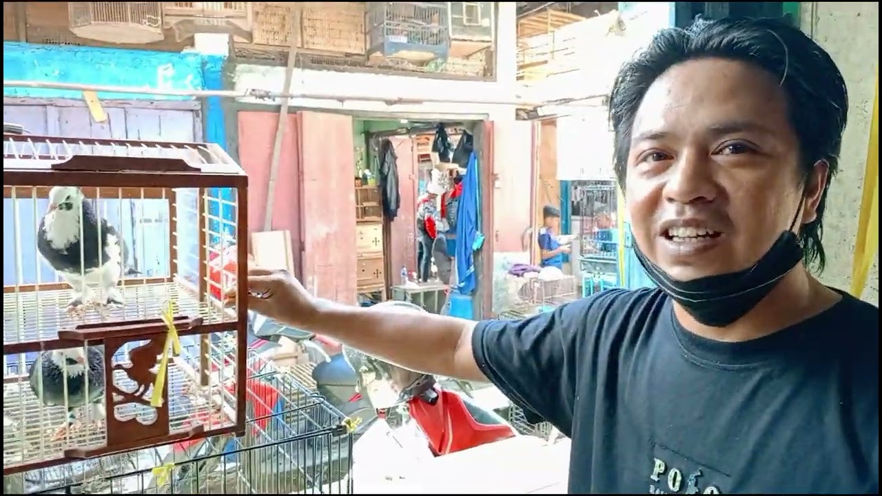 REVIEW TERKINI HARGA MERPATI HIAS DI PASAR BURUNG SUKAHAJI BANDUNG 2025