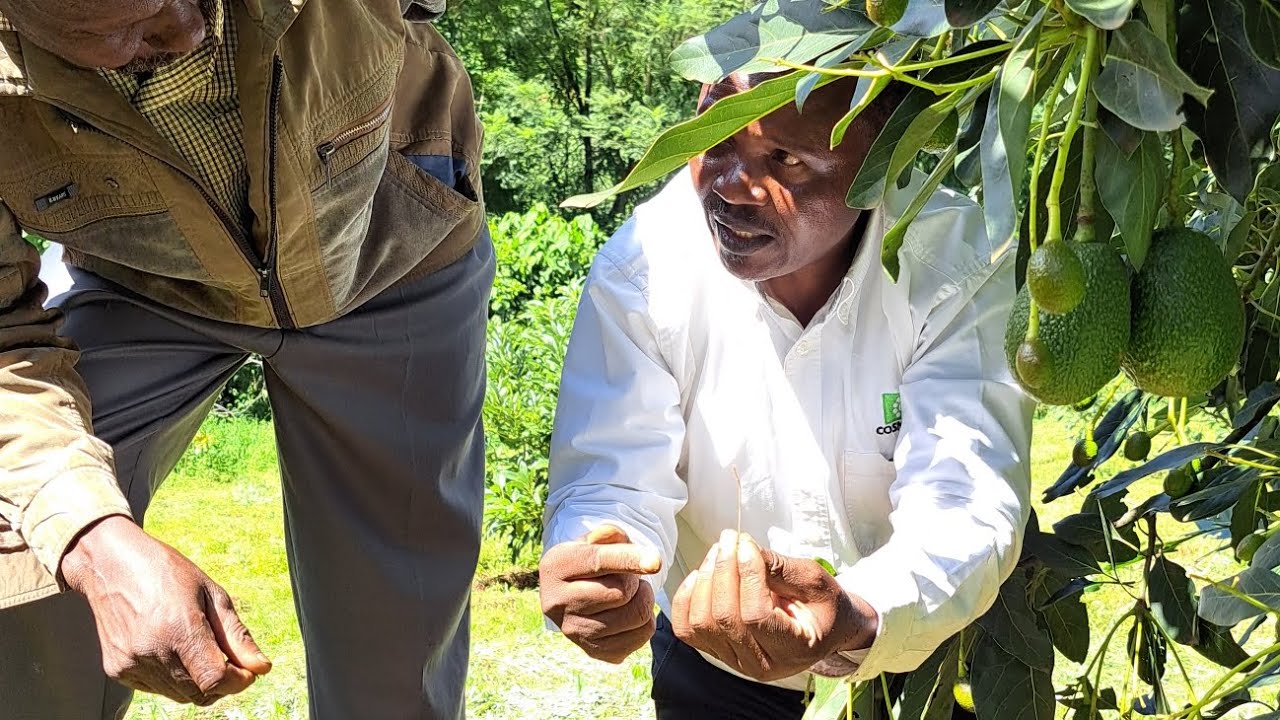 understanding Phytophthora root rot