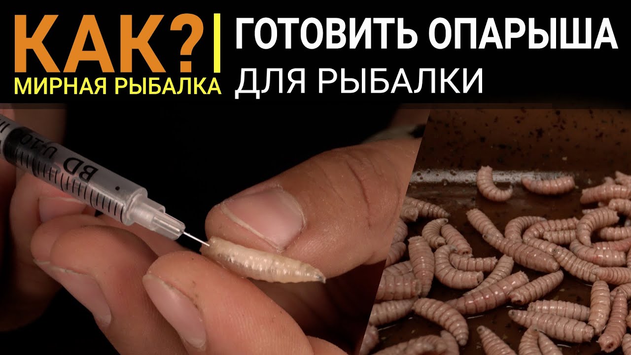 КАК ГОТОВИТЬ ОПАРЫША? Самые уловистые способы приготовления: топим, шпарим, режем, надуваем