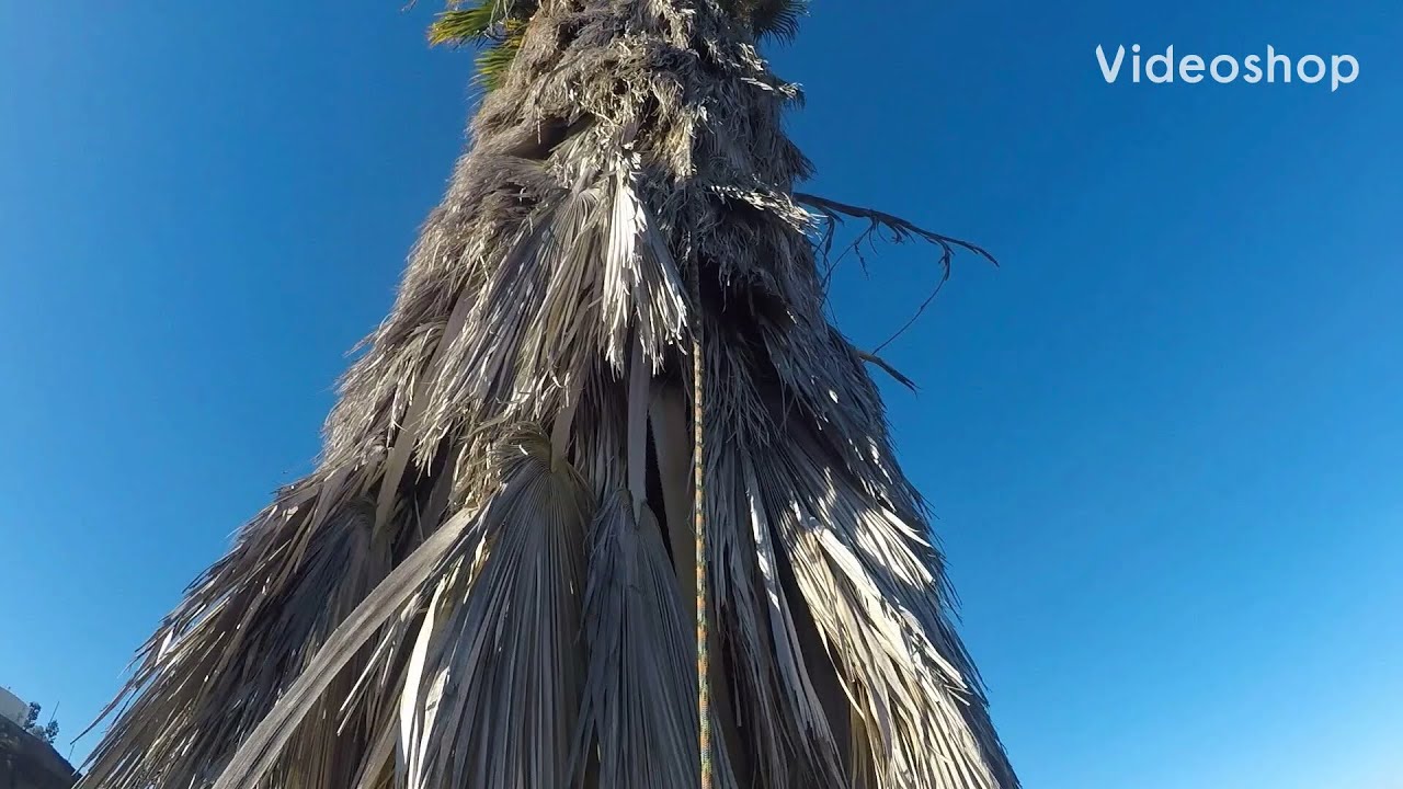 Palma peligrosa / working on a dangerous palm