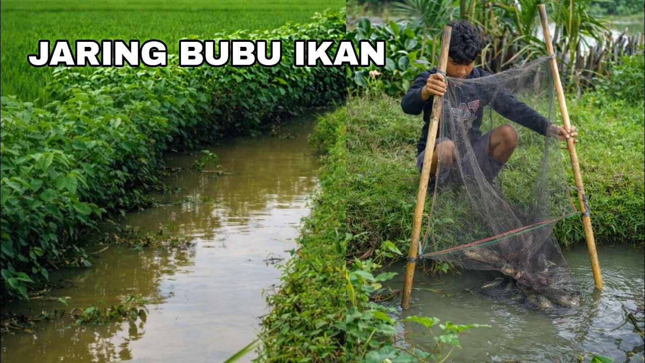 Namanya Juga Usaha Boss 😁 Pasang BUBU IKAN Saat Sungai Mulai Surut #perangkapikan #bubuikan #jaring