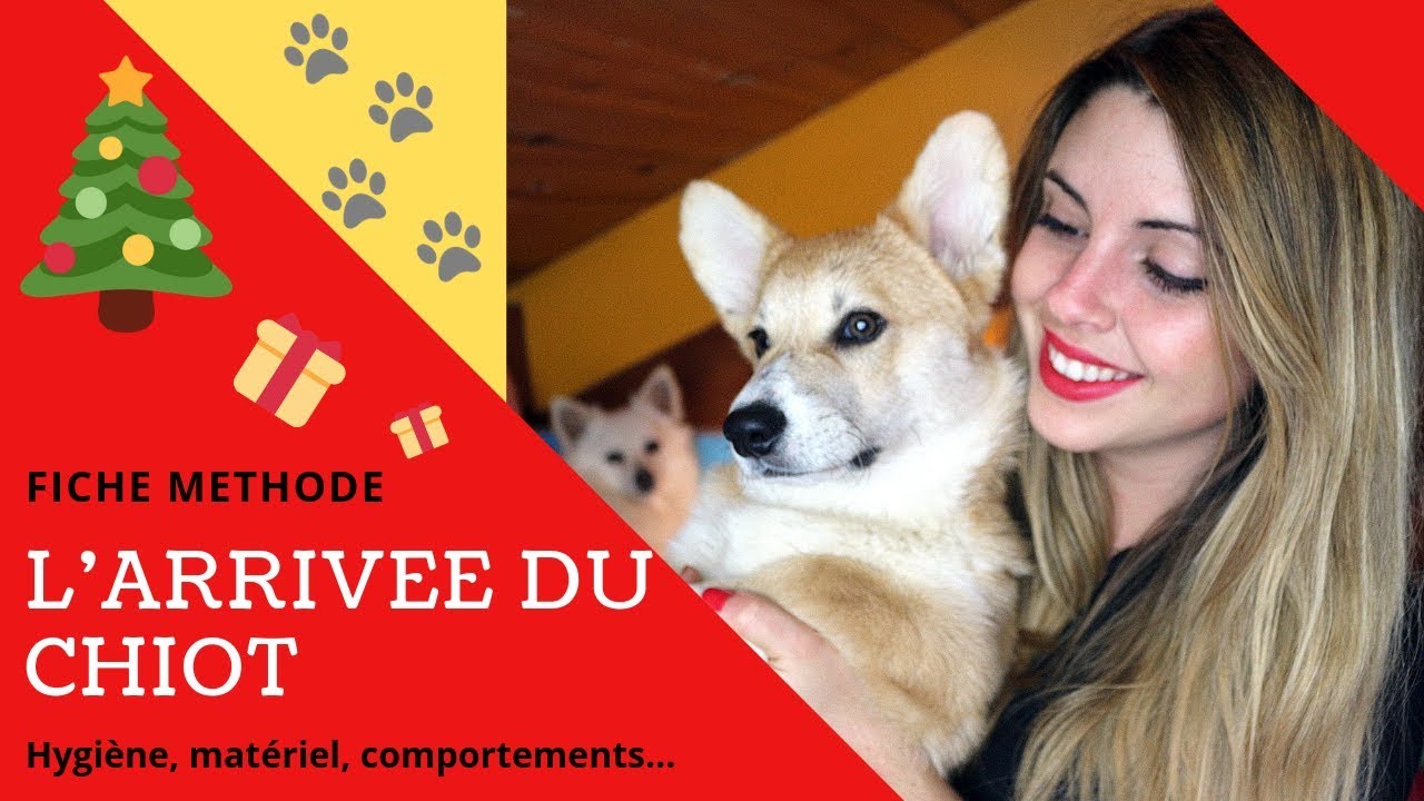 AVOIR UN CHIOT - L' ARRIVÉE A LA MAISON - Accueillir un chiot