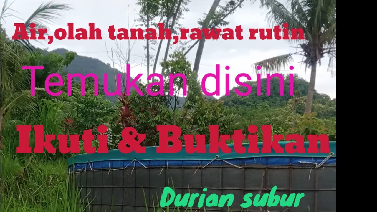 GM Durian Farm Tanam Sari Mekar Gerokgak