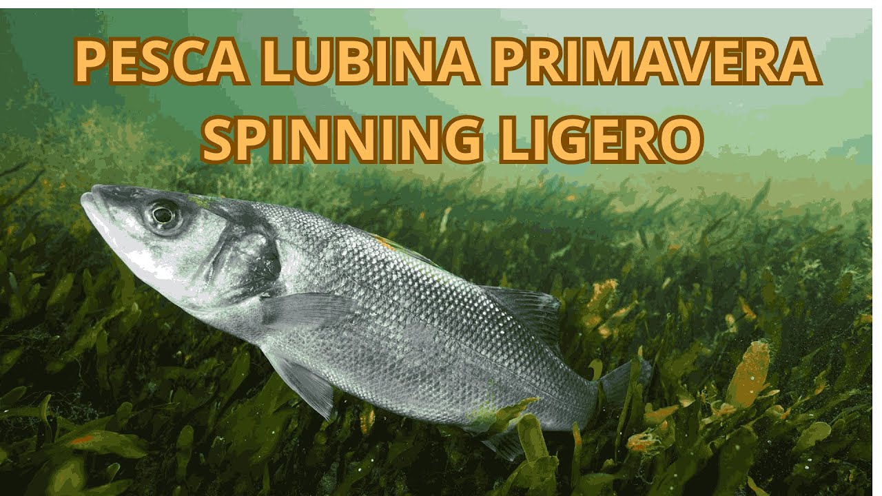 Cómo pescar lubinas en primavera | Técnica definitiva con spinning ligero