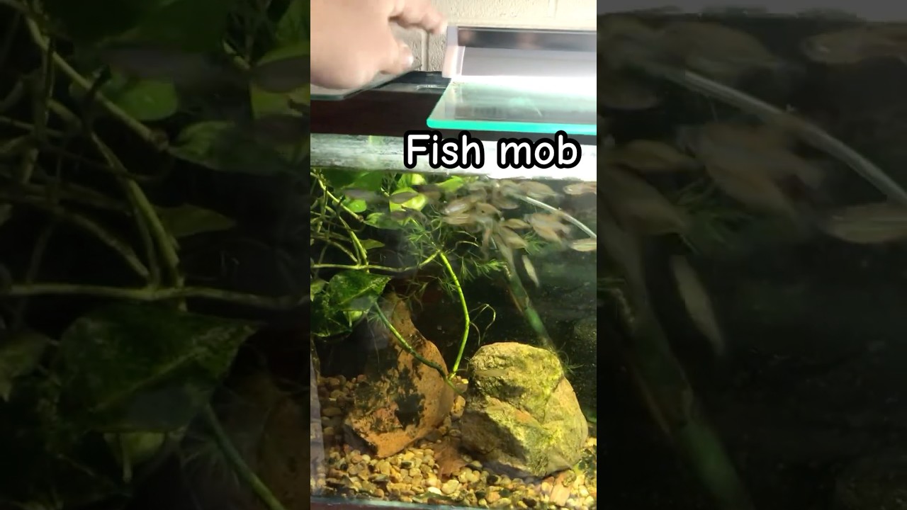 Baby giant danio minnows group up from hand movement. Mob fish #aquarium #fish #feedingfrenzy
