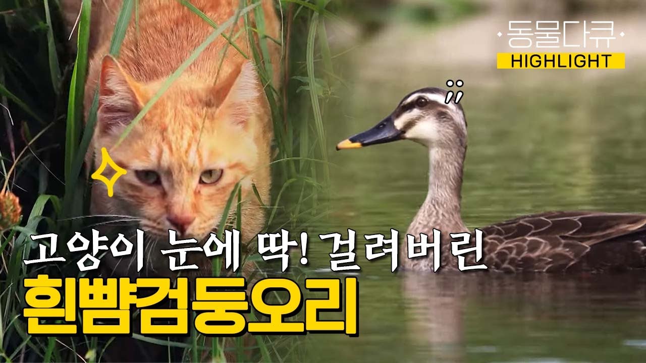 물 먹으러 왔다가 잡아 먹히게 생긴 흰뺨검둥오리 ㄷㄷ ㅣKBS 181126 방송