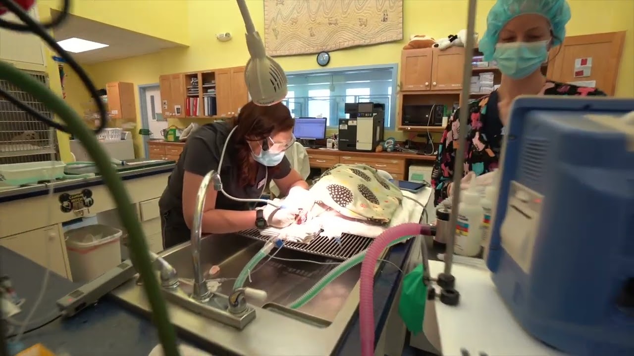 Anesthetic Safety in Dogs