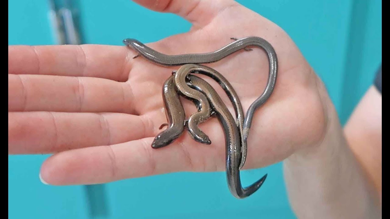The Three Toed Skink | Species Special