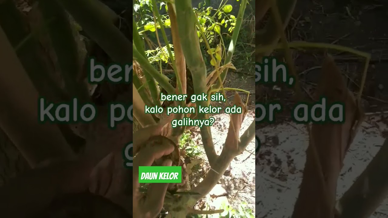 pohon kelor emang ada galih nya ya? #daun #kelor #tanaman #sayur #hamdiloka #shorts
