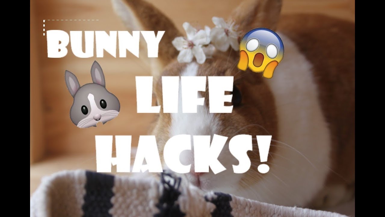 Rabbit Life Hacks Every Bunny Owner MUST KNOW!