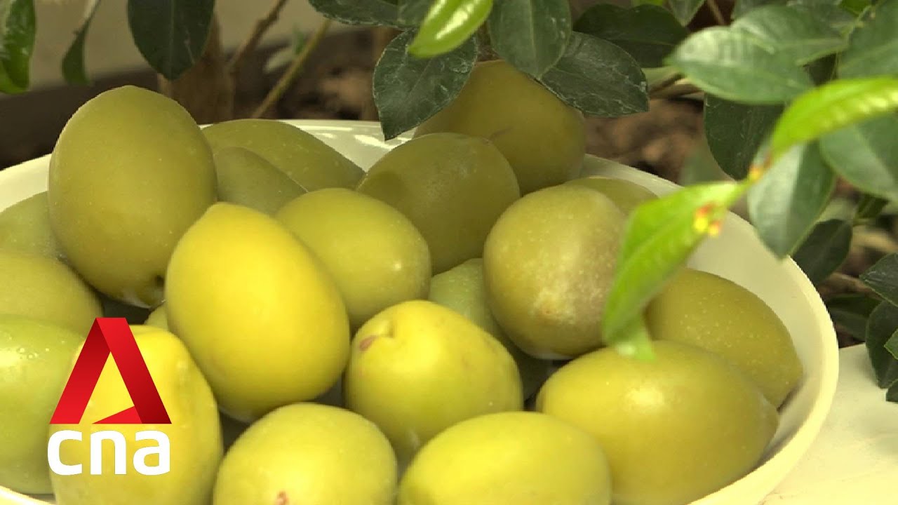 Deadly bacteria has killed more than 21 million olive trees in southern Italy