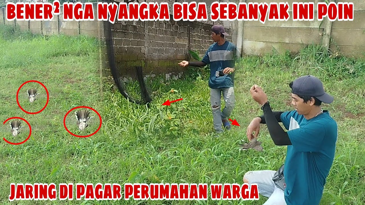 BENER² nga nyangka bisa se banyak ini poinya‼️jaring di pagar perumahan warga