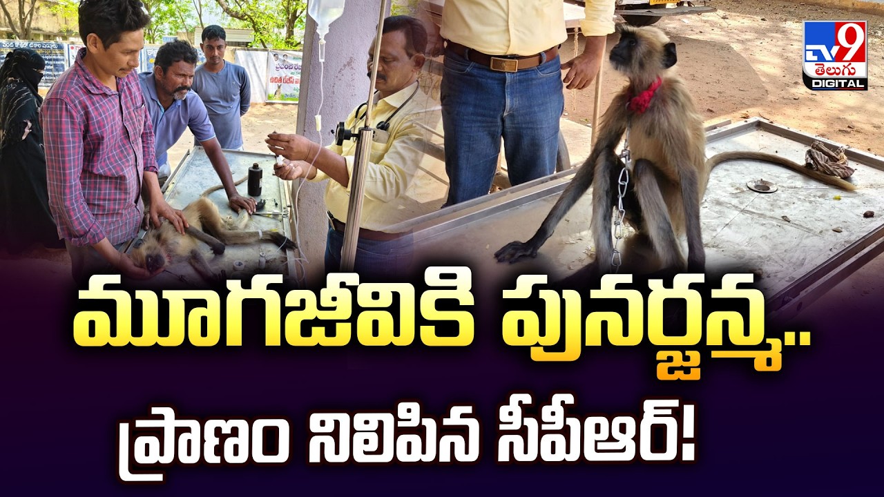 CPR : మూగజీవికి పునర్జన్మ.. ప్రాణం నిలిపిన సీపీఆర్‌! - TV9