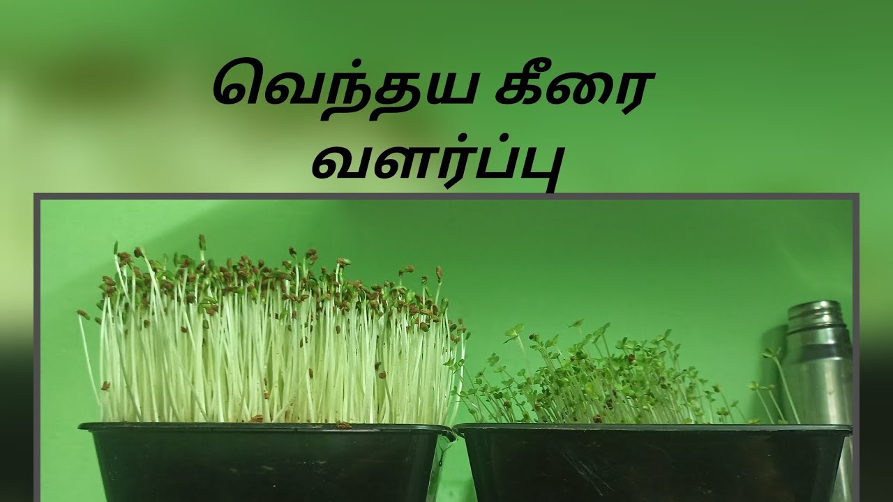💥நம்பினவர்களை ஏமாற்றாத்தது இந்த இயற்கை மட்டும் தானுங்க💥//naturegrowth#happyvillagelife//godisgreat 