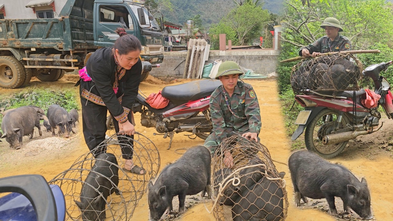 Phuong Vy's father sold some piglets to prepare for caring for the sow that was about to give birth