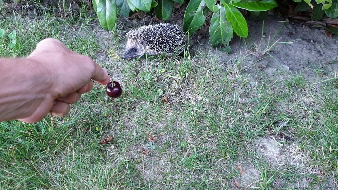 Hedgehog rolls into a ball