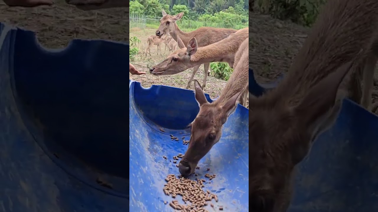 PROSPEK Rusa Lenggong: A Blend of Agriculture, Nature, and Venison Delights