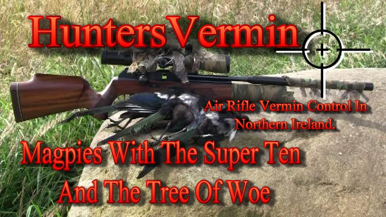 Air Rifle Hunting, Magpies With The BSA Superten And The Tree Of Woe