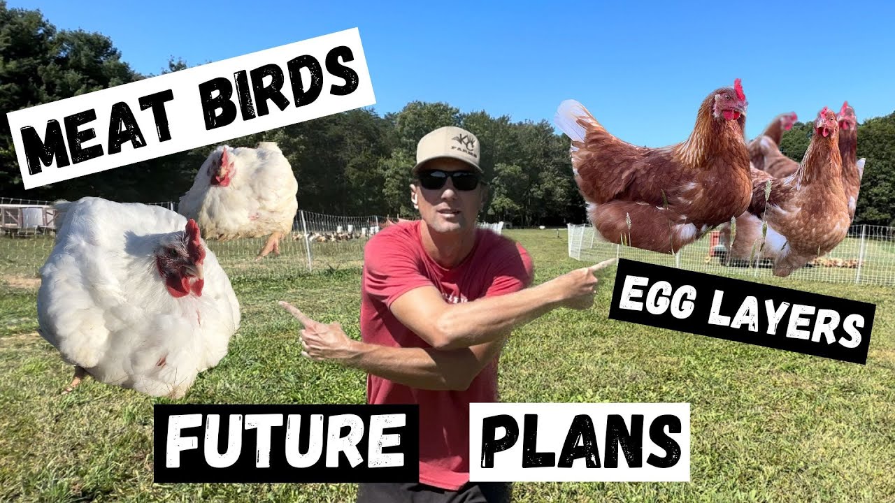 The FUTURE of Chickens on our Farm!