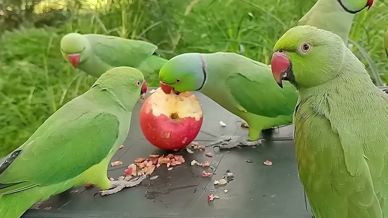 Aves Exóticas! : Cotorra Kramer