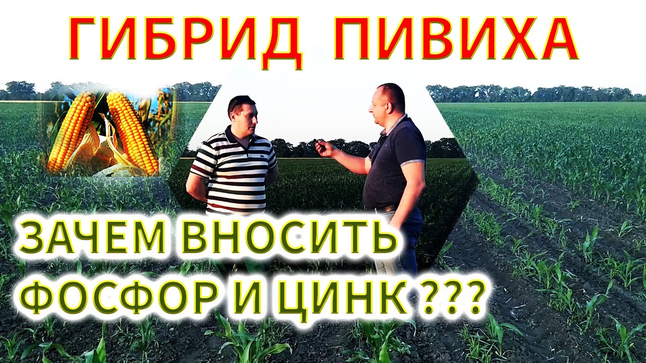Вносим цинк и фосфор на ПИВИХУ | УДОБРЕНИЕ ДЛЯ УРОЖАЯ КУКУРУЗЫ