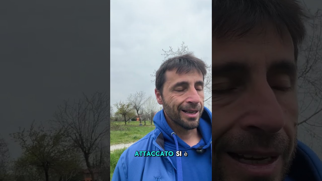 “Ti hanno detto di prendere un secondo cane?Ecco perché è un errore (grave)”