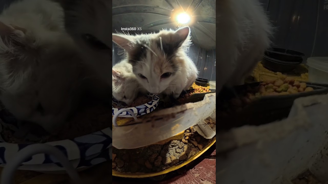 Feeding cats -10c &bull; winter cat care &bull; real street cats @insta360