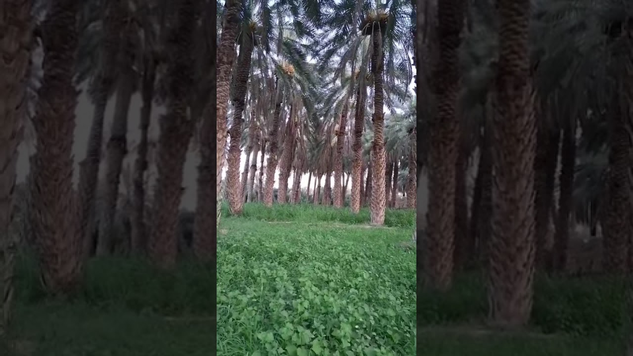 قصة الرجل ذو المئة وعشرين عاما