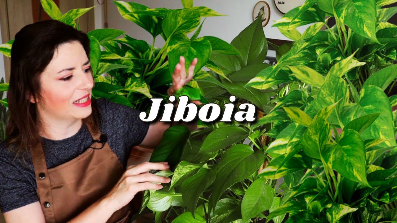 REPLANTEI, TROQUEI SUBSTRATO E FIZ MUDAS DAS MINHAS PLANTAS JIBOIA