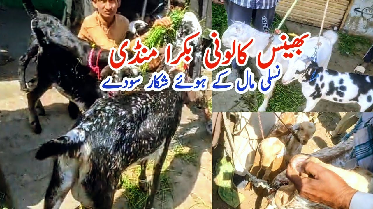 Bhains Colony Bakra Mandi Mein behtarin shoq ka Mal 