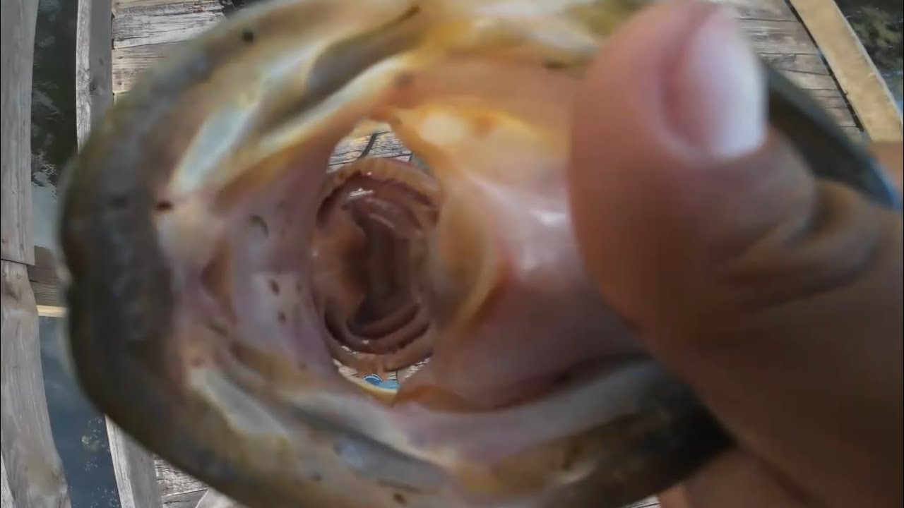 FISHING for EVIL BASS
