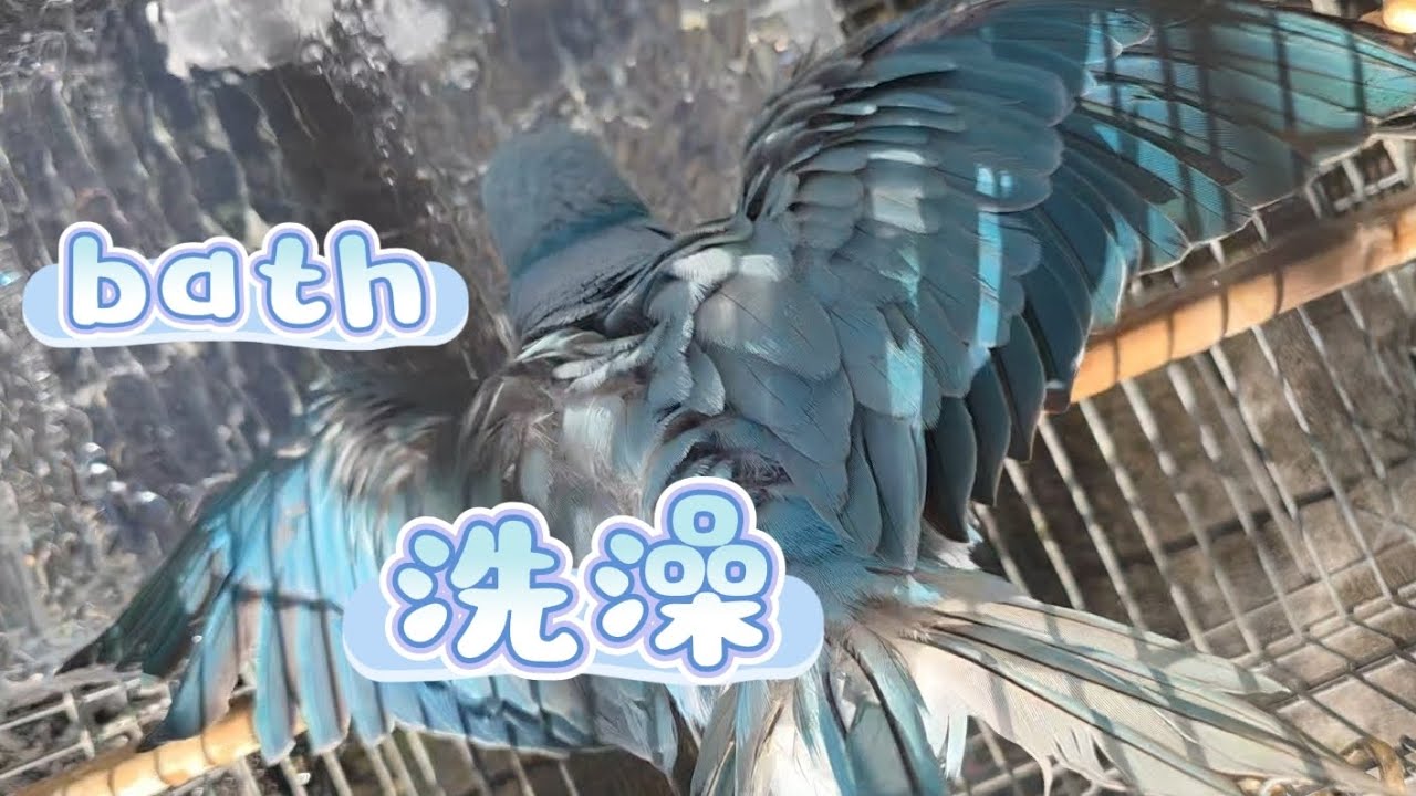 月輪鸚鵡洗澡🦜Moon parrot taking a bath🦜🛁#moonparrot#bath#月輪鸚鵡#寵物鳥