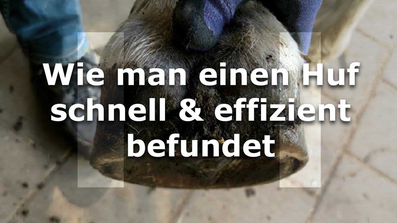 Wie man einen Huf schnell & effizient befundet