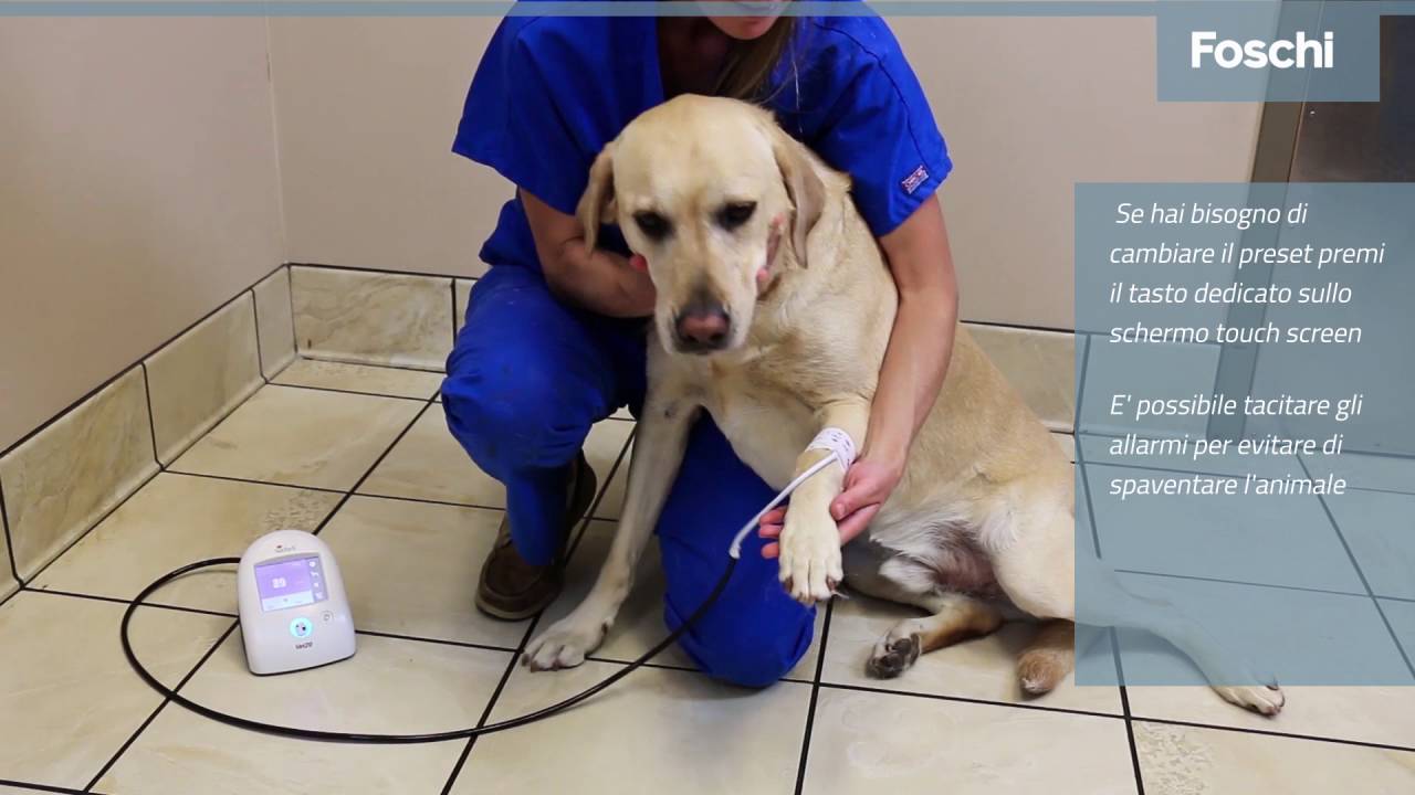 Suntech Vet20 -Foschi- Come misurare la pressione nei cani e nei gatti