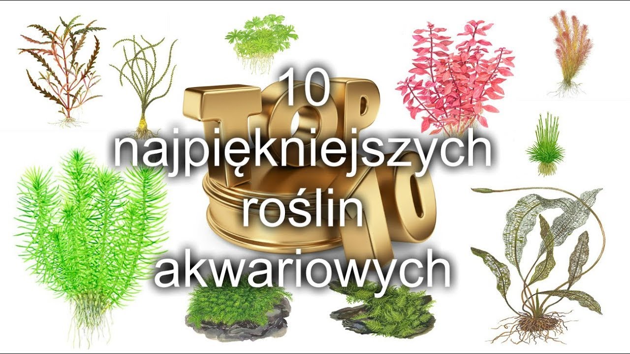 #akwarium 10 najpiękniejszych roślin akwariowych