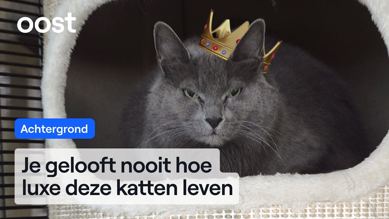 In dit kattenpension heeft je kat een eigen tv, bank én tuin! | RTV Oost