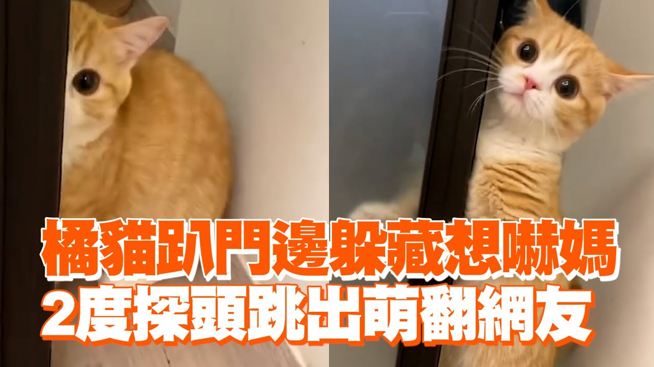 橘貓趴門邊躲藏想嚇媽　2度探頭跳出萌翻網友 ｜#寵物雲