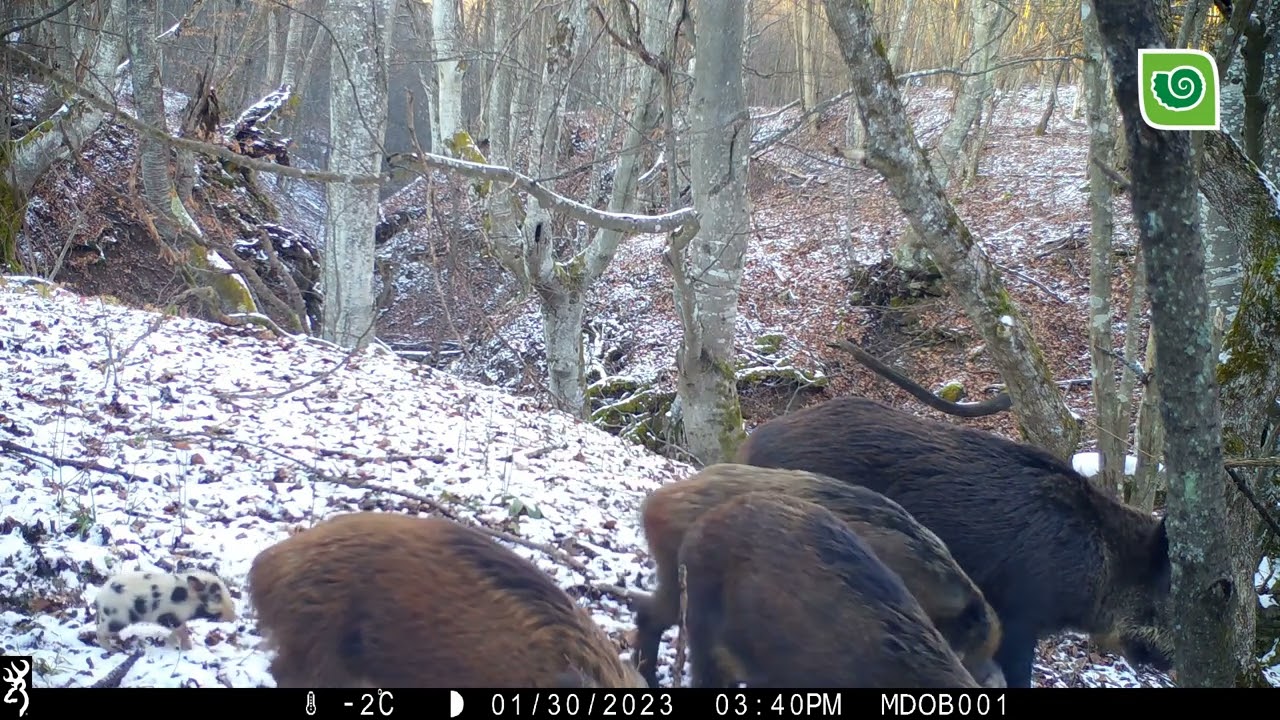 Divlja svinja s mladima / Wild boar with piglets (Sus scrofa)