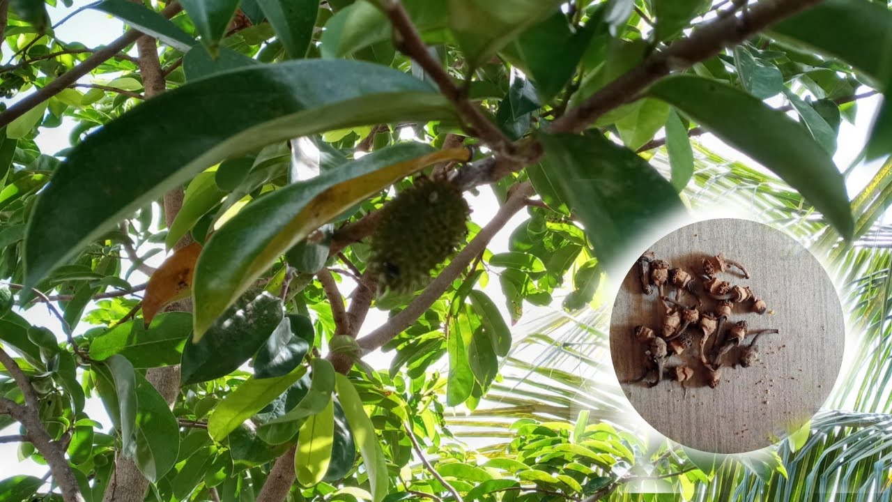 como eu conseguir fazer meu pé de graviola segurar o fruto.