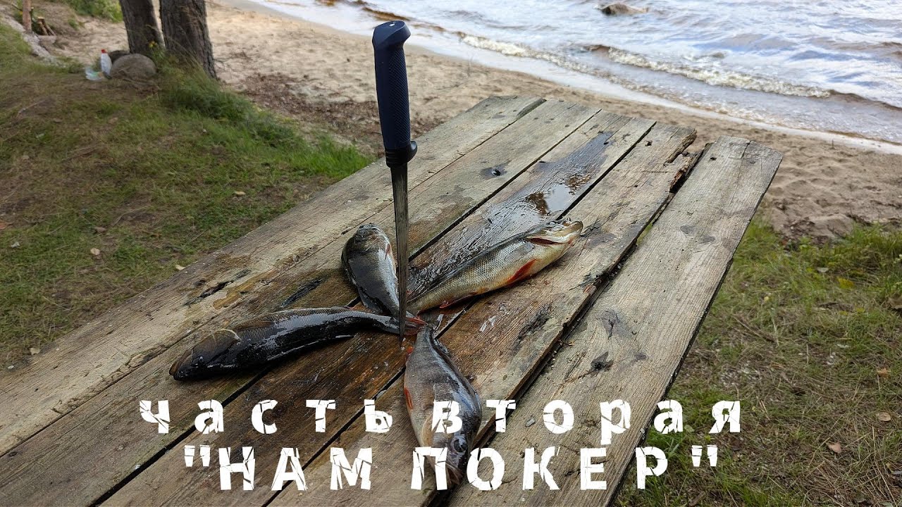 Неделя на муравьином острове (часть вторая)