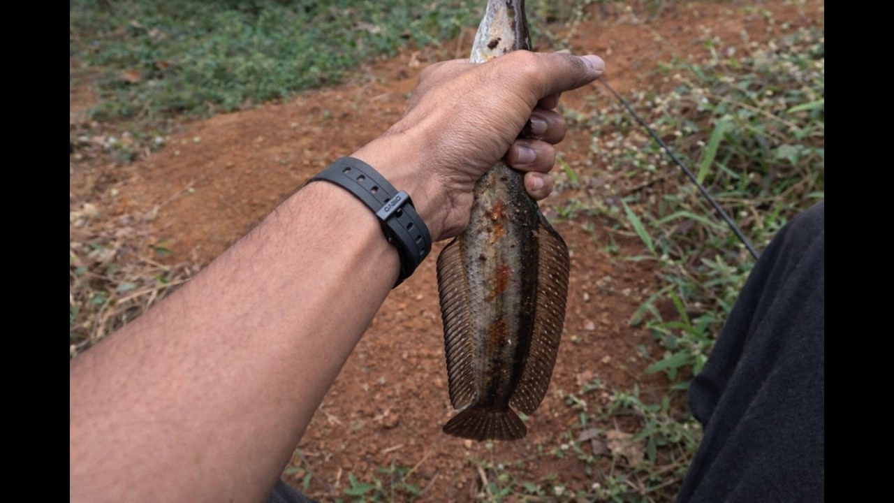 Calm POV Snakehead Fishing | Back to the Canal( Fish Landed)